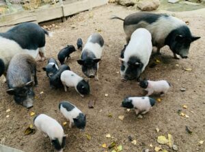 Les cochons de l'arche de Méo