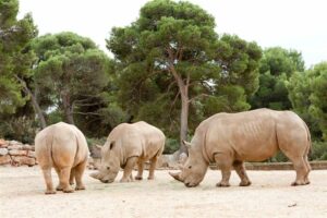 Les rhinocéros du Zoo de la Barden