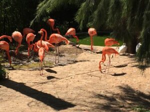 Les flamants roses du parc animalier Zoa